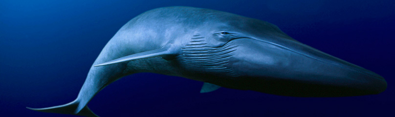 The whale in the room: what you should know about how to manage the Blue Whale Challenge